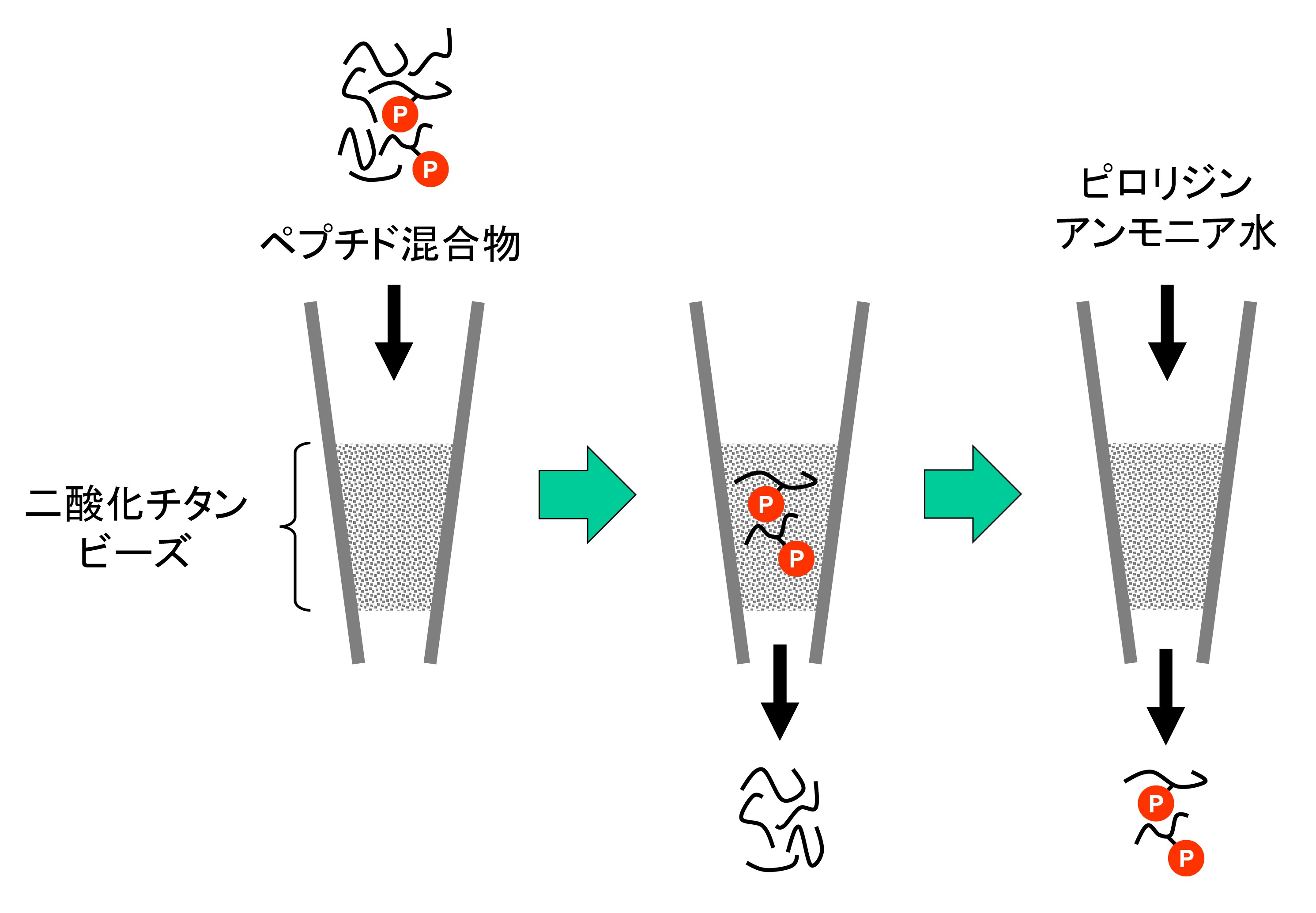 リン酸化プロテオミクス