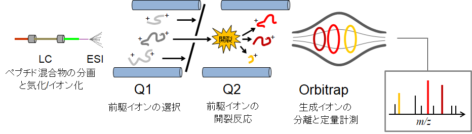 PRMによるペプチド/タンパク質の定量