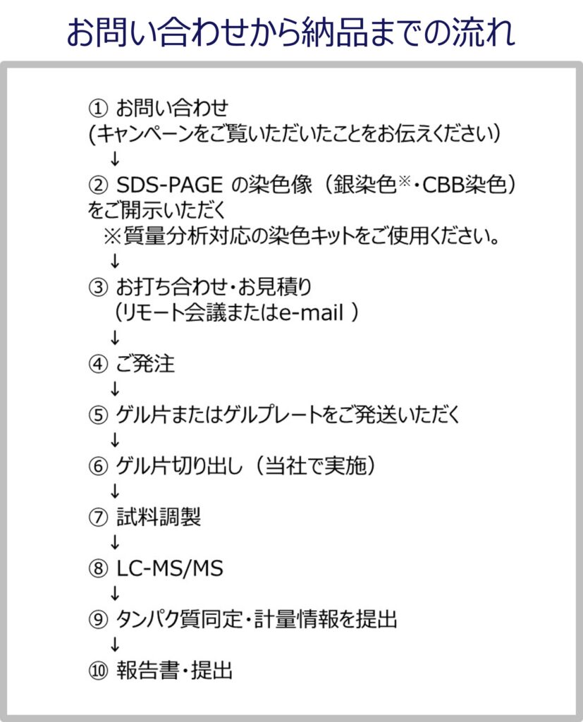 ① お問い合わせ 
              (キャンペーンをご覧いただいたことをお伝えください）
              ↓
              ② SDS-PAGE の染色像（銀染色※・CBB染色）
              をご開示いただく　
              　※質量分析対応の染色キットをご使用ください。
              ↓
              ③ お打ち合わせ・お見積り 
              　（リモート会議またはe-mail ）
              ↓
              ④ ご発注
              ↓
              ⑤ ゲル片またはゲルプレートをご発送いただく
              ↓
              ⑥ ゲル片切り出し（当社で実施）
              ↓
              ⑦ 試料調製
              ↓
              ⑧ LC-MS/MS 
              ↓
              ⑨ タンパク質同定・計量情報を提出
              ↓
              ⑩ 報告書・提出